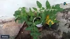 Riproduci Lezione un pomodoro